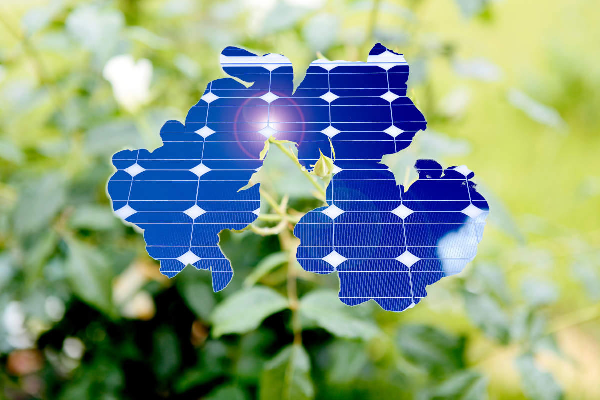 日研ツナグ_ペロブスカイト太陽電池コラム植物の画像